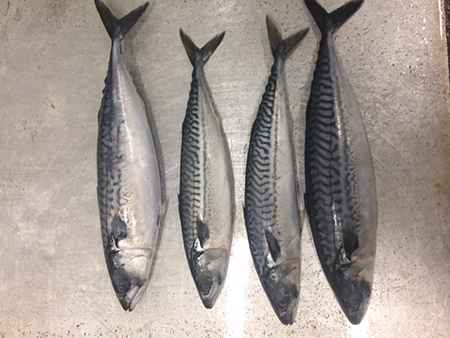 fresh mackeral